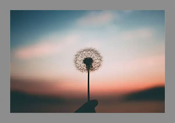 Картина в раме - Одуванчик в руке