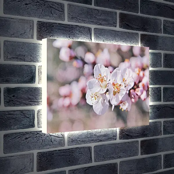 Лайтбокс световая панель - Ветка сакуры