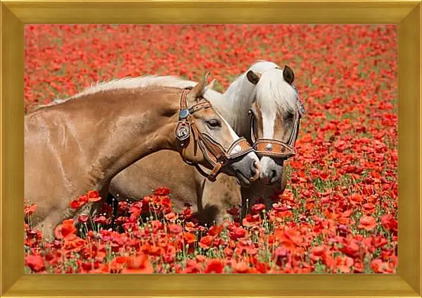 Картина в раме - Пара лошадей в маковом поле