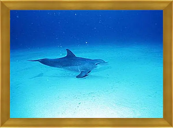 Картина в раме - Дельфины