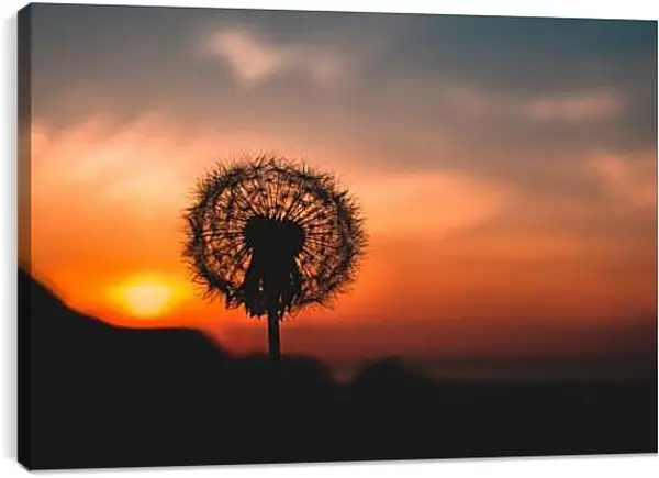 Постер на подрамнике - Одуванчик на закате