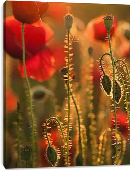 Постер на подрамнике - Коробочки маков