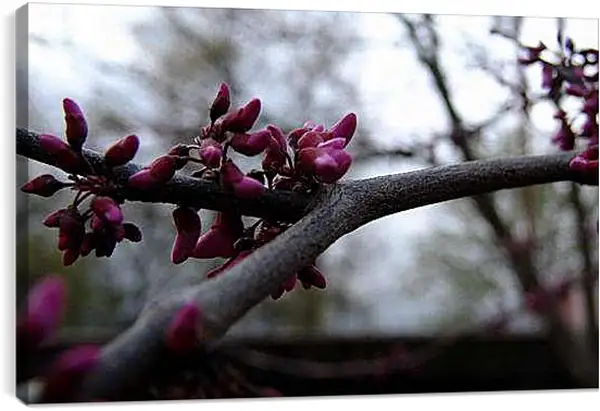 Постер на подрамнике - Весна