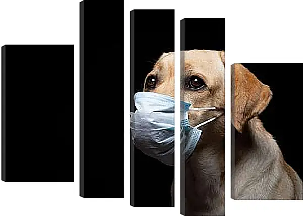 Модульная картина - Лабрадор-ретривер в медицинской маске