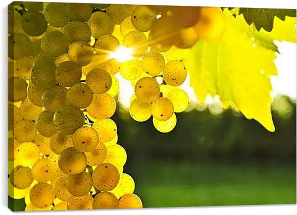 Постер на подрамнике - Виноград в лучах солнца. Солнечный виноград.