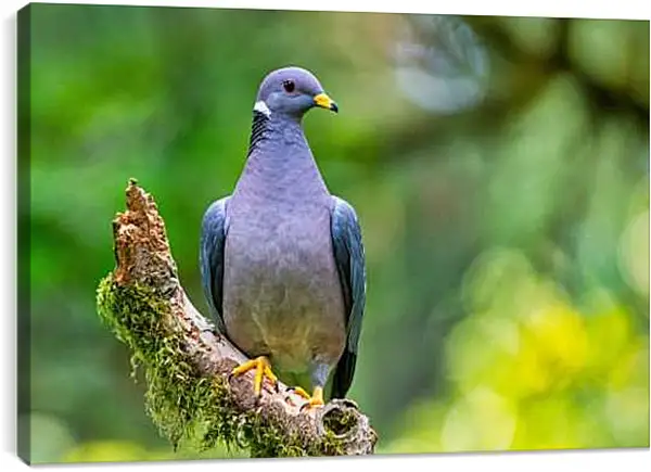 Постер на подрамнике - Голубь