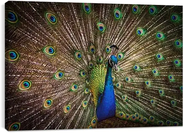 Постер на подрамнике - Павлин с распущенным хвостом