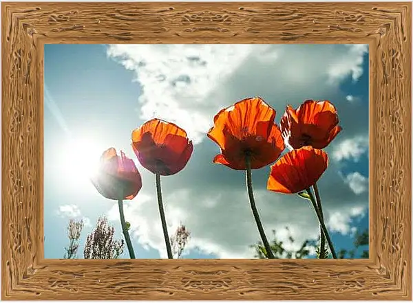 Картина в раме - Маки в солнечных лучах