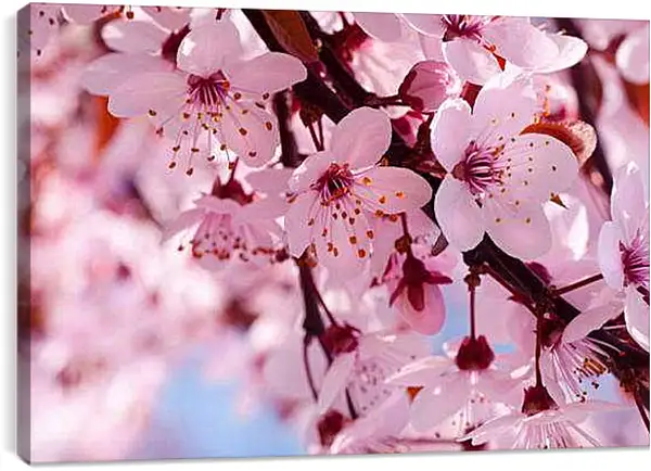Постер на подрамнике - Вишня весной