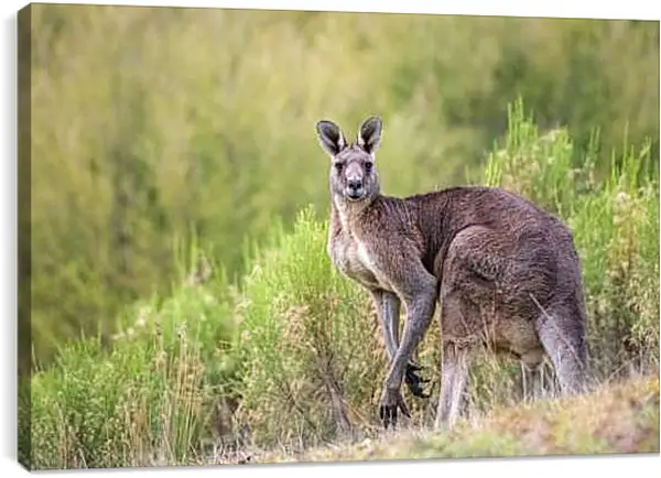 Постер на подрамнике - Кенгуру