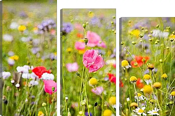 Модульная картина - Розовые маки