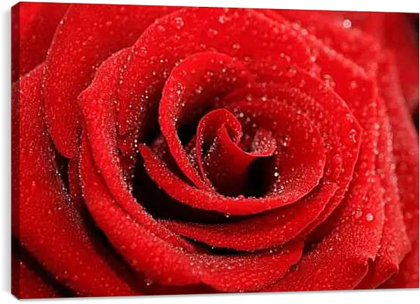 Постер на подрамнике - Роза с каплями росы