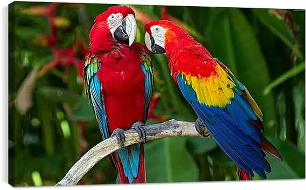 Постер на подрамнике - Попугайчики