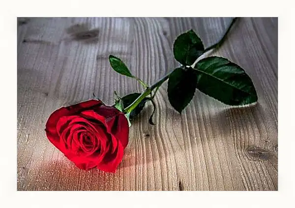 Картина в раме - Одна роза