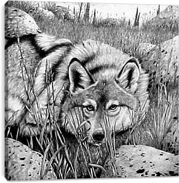 Постер на подрамнике - Волк