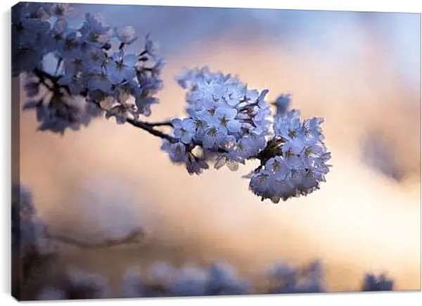 Постер на подрамнике - В вечернем свете