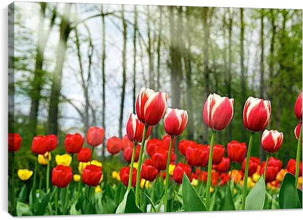 Постер на подрамнике - Тюльпаны