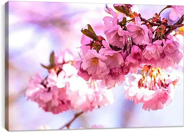 Постер на подрамнике - Розовые цветы сакуры