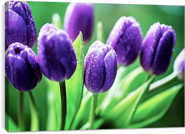 Постер на подрамнике - Фиолетовые тюльпаны