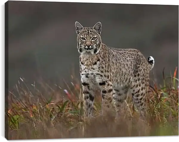 Постер на подрамнике - Рысь