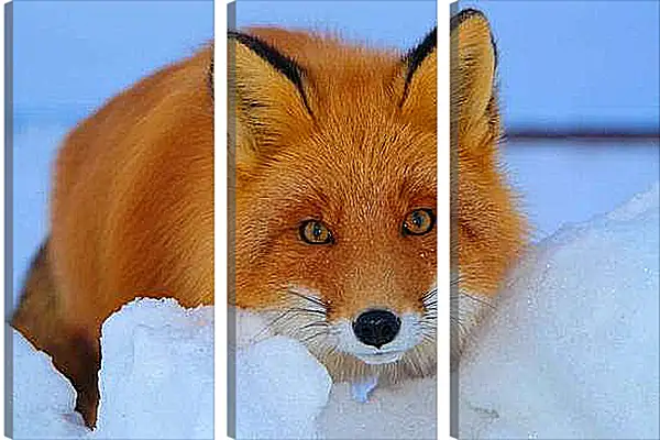 Модульная картина - Лисица на снегу