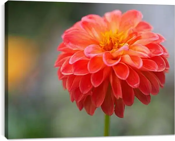 Постер на подрамнике - Георгин