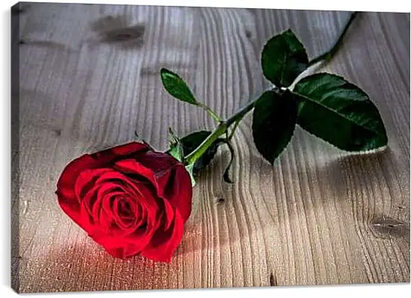 Постер на подрамнике - Одна роза