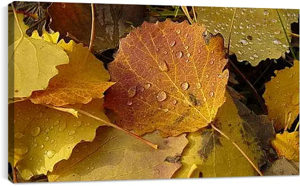 Постер на подрамнике - Осень