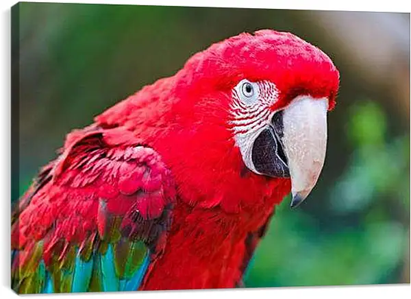 Постер на подрамнике - Попугай Ара