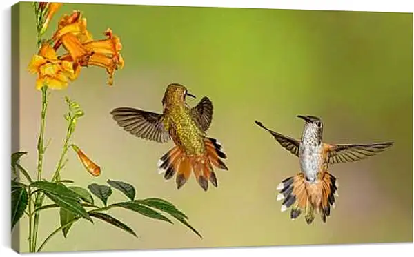 Постер на подрамнике - Колибри