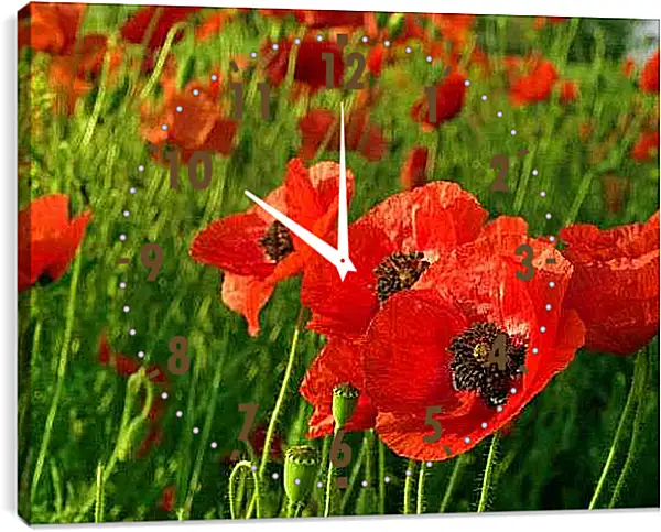Часы картина - Маки в близи