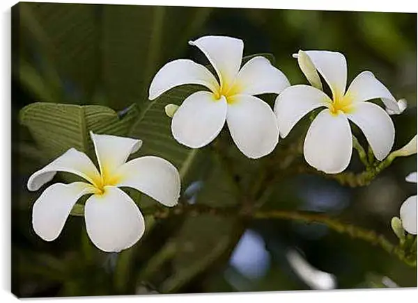 Постер на подрамнике - Цветы