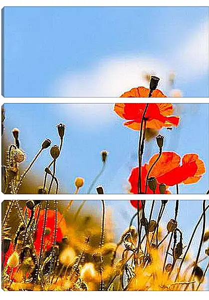 Модульная картина - Маки