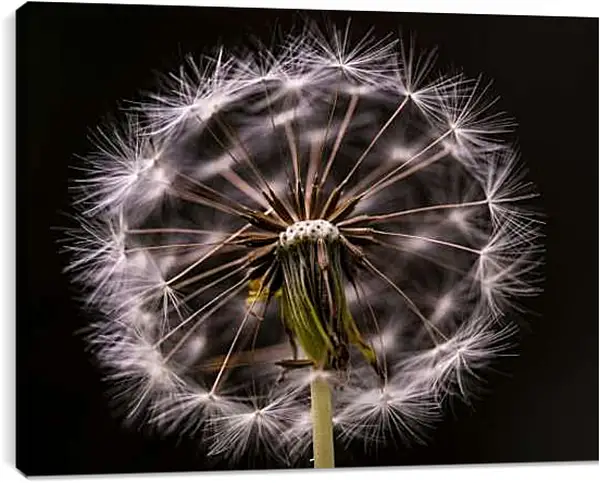 Постер на подрамнике - Пушистый одуванчик