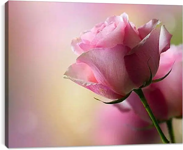 Постер на подрамнике - Розовая роза
