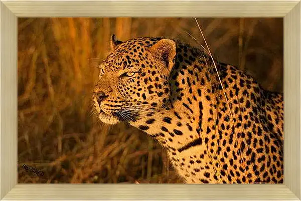 Картина в раме - Леопард