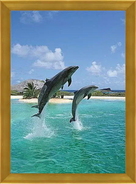 Картина в раме - Дельфины