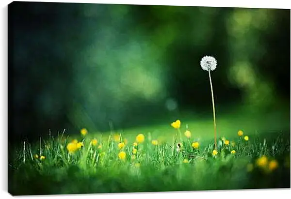 Постер на подрамнике - Одинокий белый одуванчик на поляне