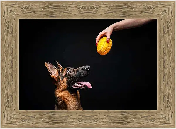 Картина в раме - Портрет собаки на черном фоне в студии