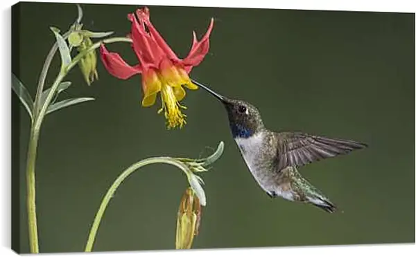 Постер на подрамнике - Колибри