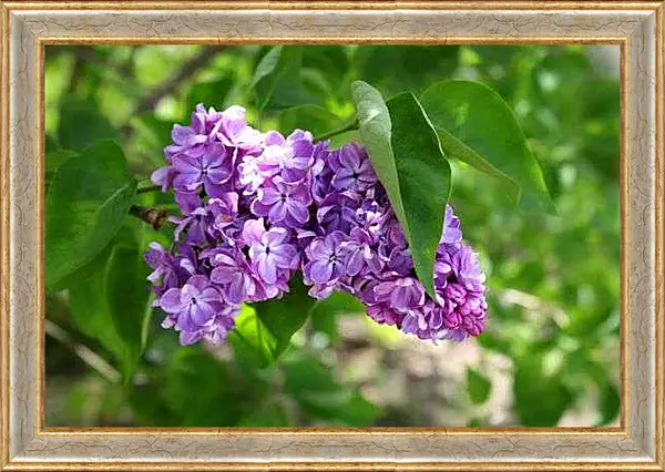 Картина в раме - Веточка сирени