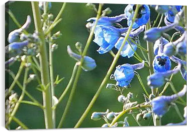 Постер на подрамнике - глазами цветов