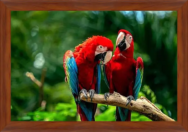 Картина в раме - Два тропических попугая