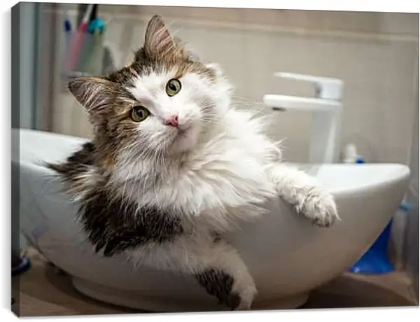 Постер на подрамнике - Кошка
