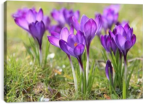 Постер на подрамнике - Крокусы