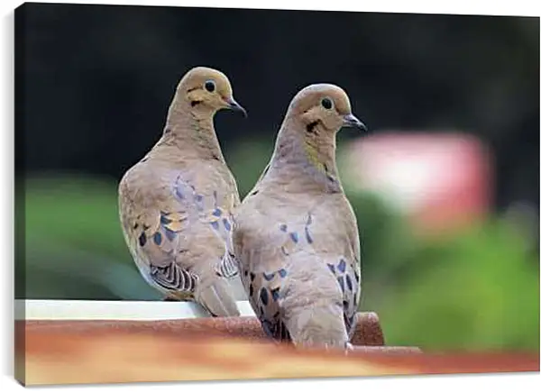 Постер на подрамнике - Голуби