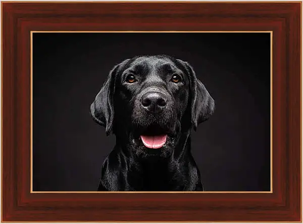 Картина в раме - Портрет собаки на черном фоне в студии