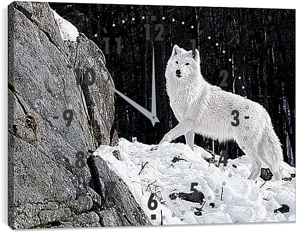 Часы картина - Белый волк