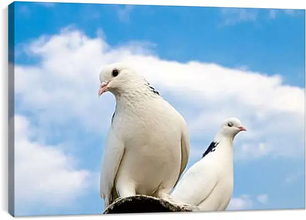 Постер на подрамнике - Голуби