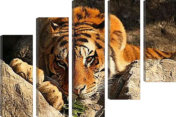 Модульная картина - Бенгальский тигр. Крупным планом